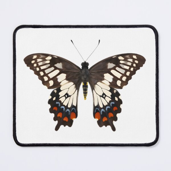 Item preview, Dainty Swallowtail (Papilio anactus) designed and sold by HOMETOWN86.