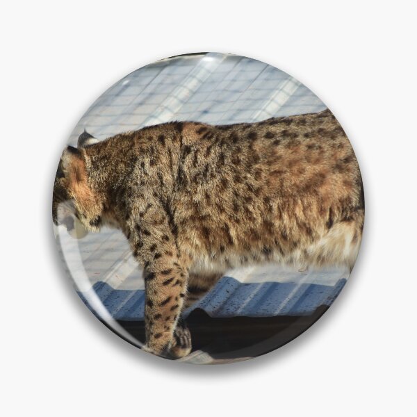 Artikelvorschau, Luchs spaziert auf einem Dach entworfen und verkauft von MercerImages.