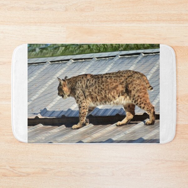 Item preview, Bobcat Strolling on a Roof designed and sold by MercerImages.