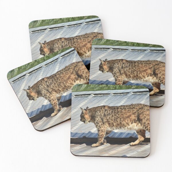 Item preview, Bobcat Strolling on a Roof designed and sold by MercerImages.