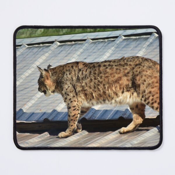 Item preview, Bobcat Strolling on a Roof designed and sold by MercerImages.