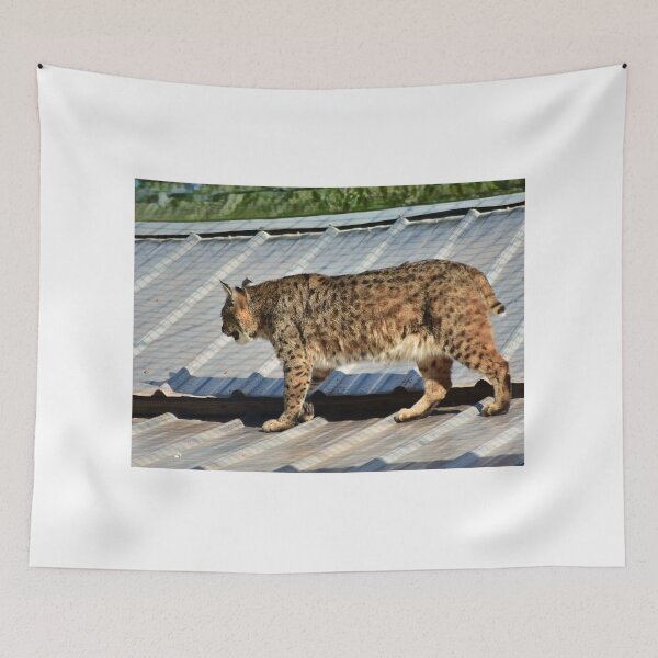 Item preview, Bobcat Strolling on a Roof designed and sold by MercerImages.