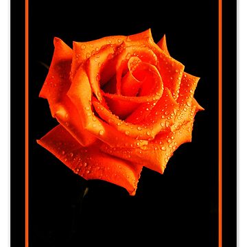 Artwork thumbnail, Orange Delight by nikongreg