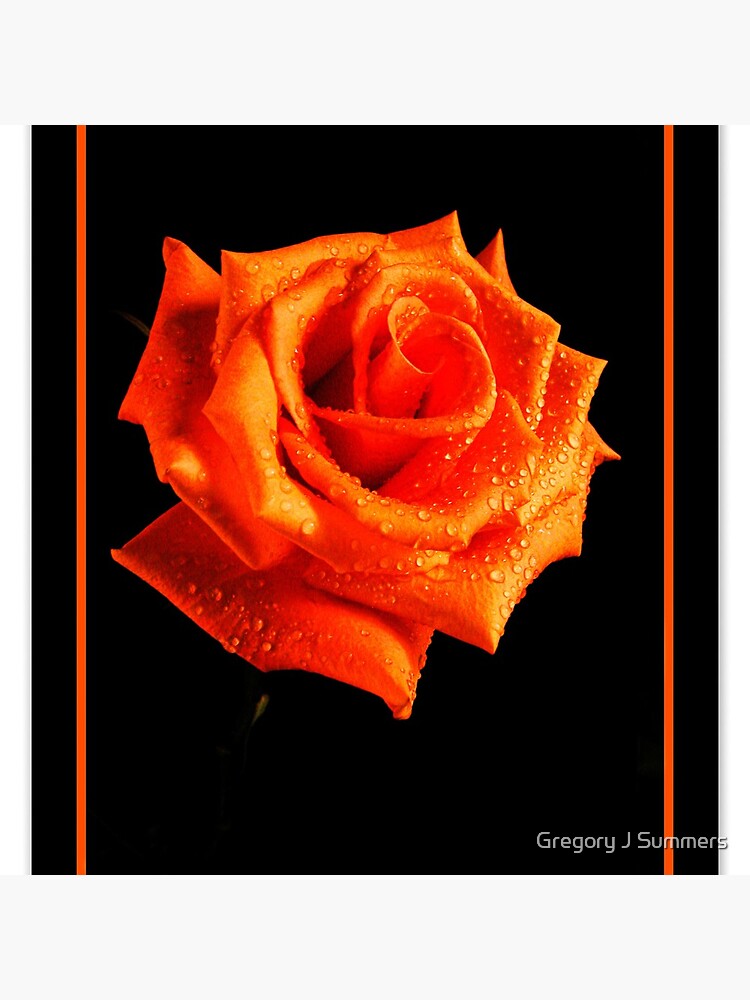 Orange Delight by nikongreg