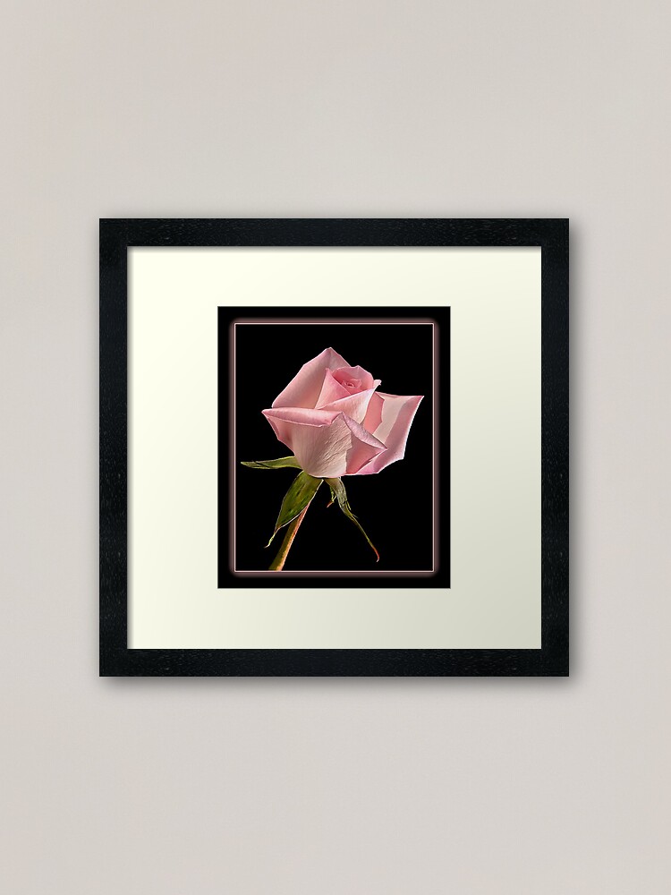 Alternate view of This Pink Rose Dances Framed Art Print
