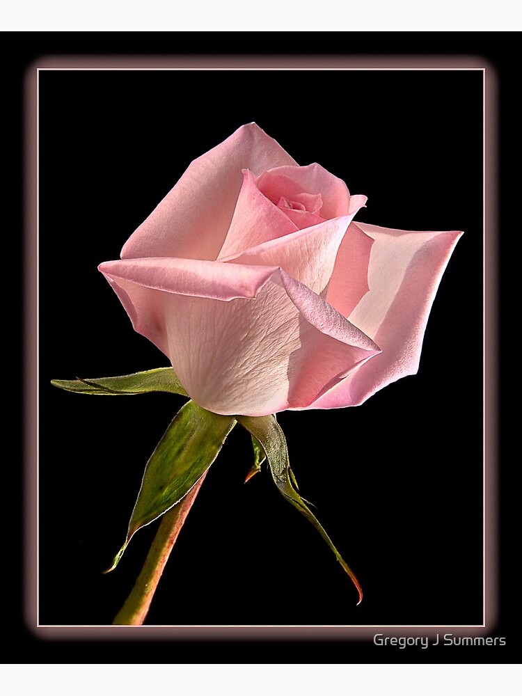 This Pink Rose Dances by nikongreg