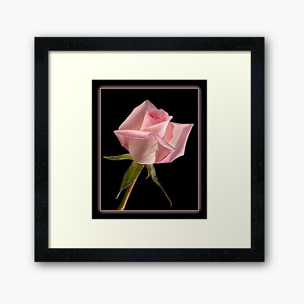 This Pink Rose Dances Framed Art Print
