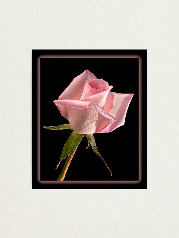 Alternate view of This Pink Rose Dances Photographic Print