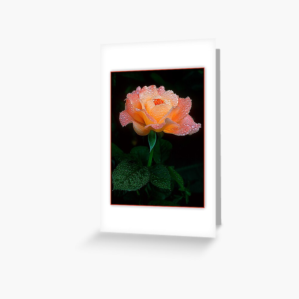 Candy Rose Greeting Card