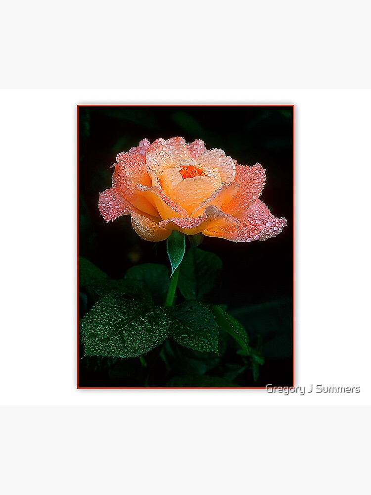 Candy Rose by nikongreg