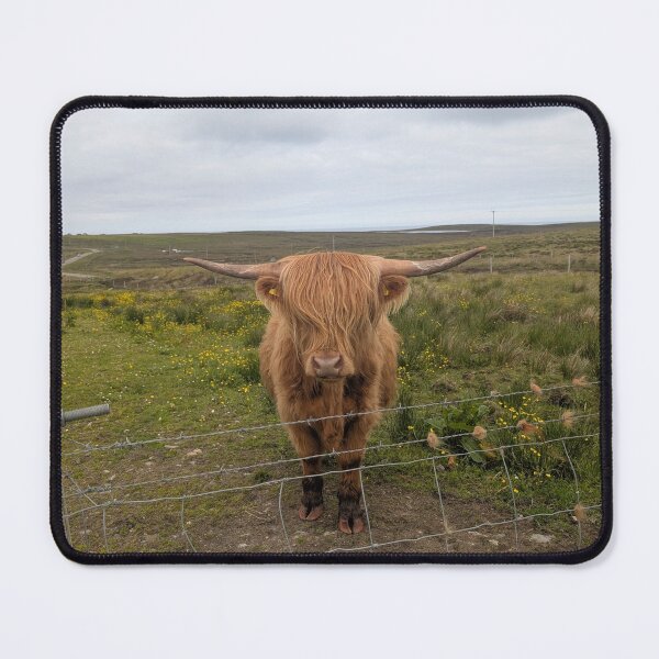 Item preview, Highland Cow Photograph designed and sold by orchiddesignco.