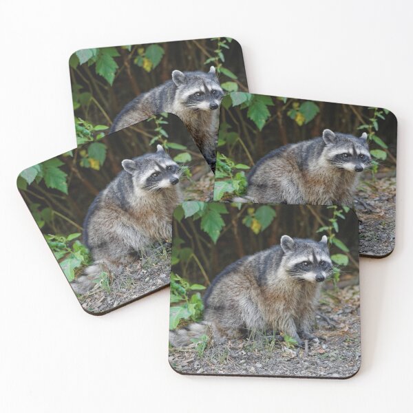 Item preview, Diurnal Raccoon Poses on the Gravel designed and sold by walkswithnature.