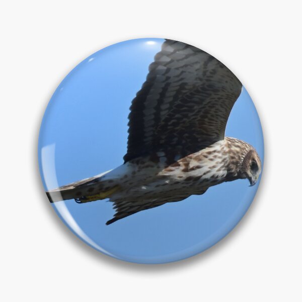 Item preview, Northern Harrier  designed and sold by Glennphotos.