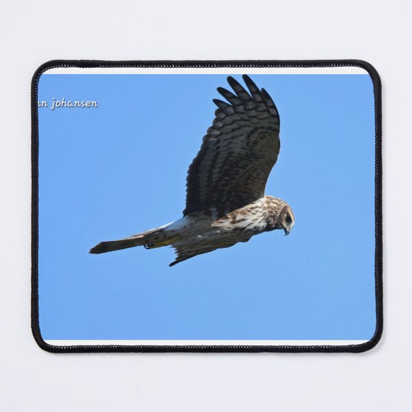 Item preview, Northern Harrier designed and sold by Glennphotos.