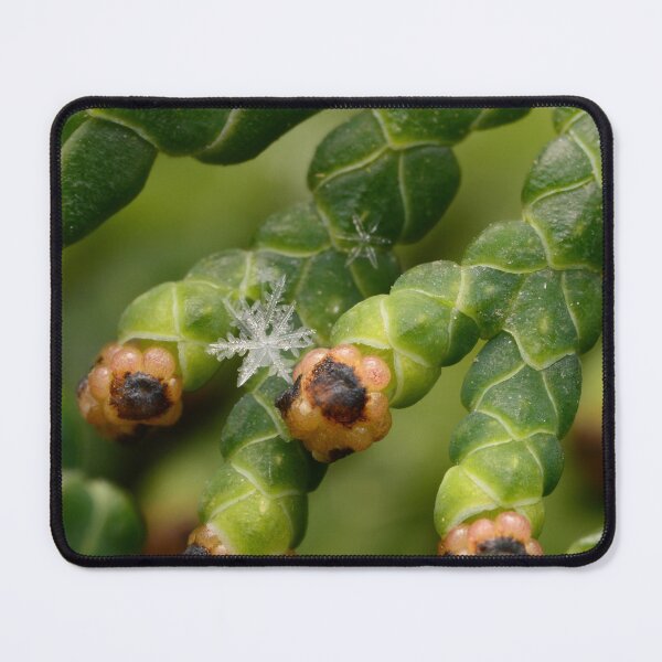 Item preview, Snowflake on Thuja Geometry Meets Evergreen designed and sold by Goiko7Margarita.