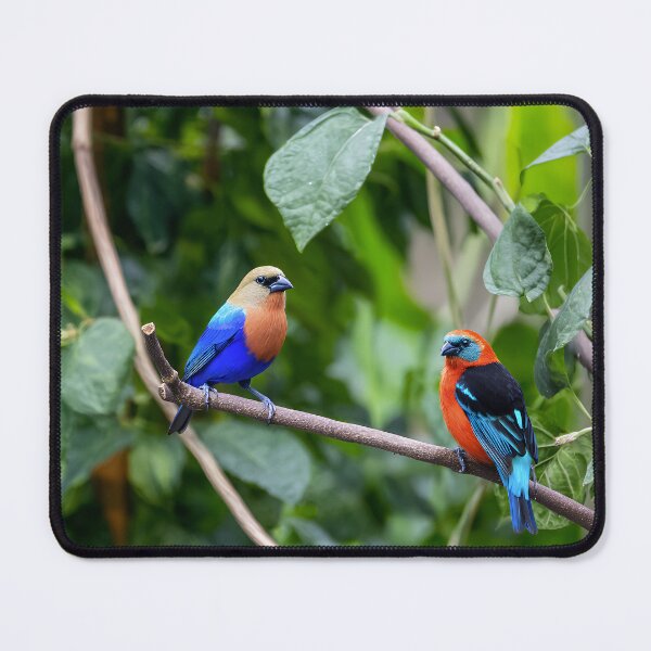 Artikelvorschau, Leuchtend blaue und orangefarbene Tangaren auf einem Ast – Tropisches Vogelpaar entworfen und verkauft von EK-World.