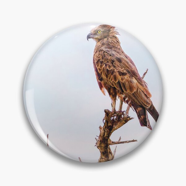 Item preview, The Brown Snake Eagle designed and sold by Kay Brewer.