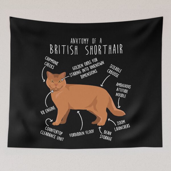 Item preview, Red British Shorthair Cat Anatomy designed and sold by Clara Hollins.