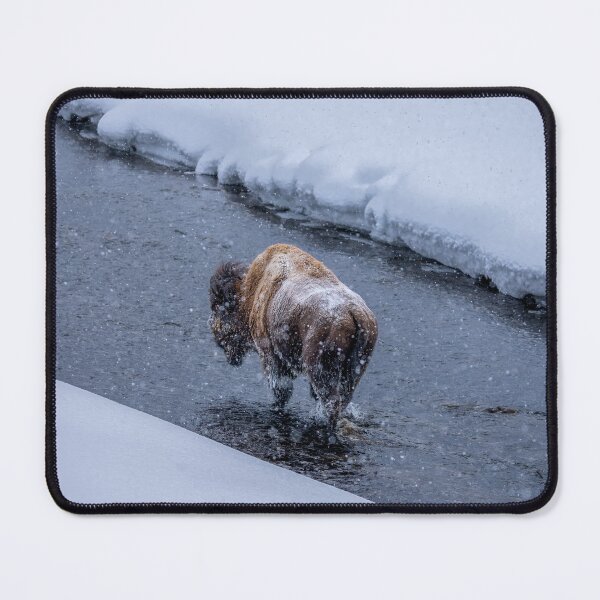 Item preview, Bison Wading in Yellowstone National Park designed and sold by SafariByMarisa.