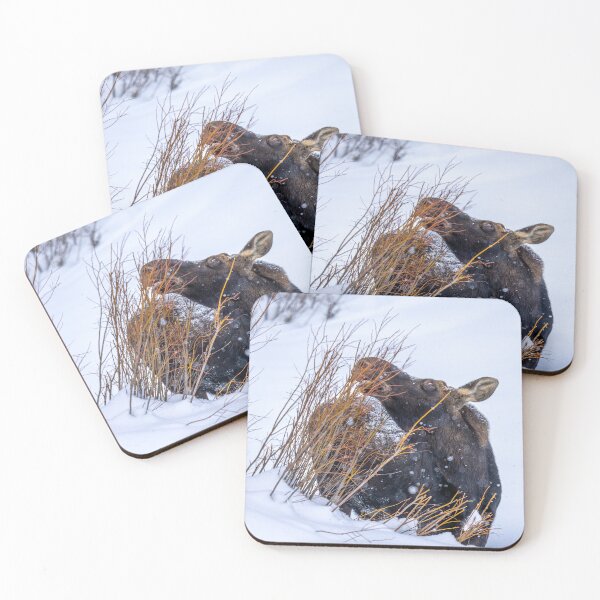Item preview, Moose Eating Grass, Wintertime, Yellowstone National Park designed and sold by SafariByMarisa.