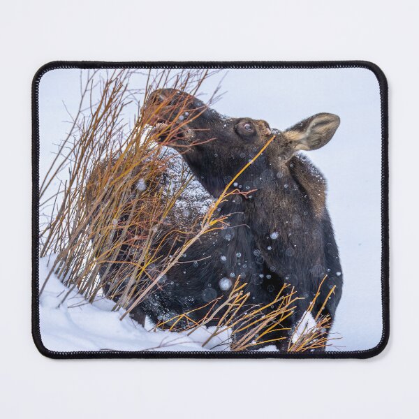 Item preview, Moose Eating Grass, Wintertime, Yellowstone National Park designed and sold by SafariByMarisa.