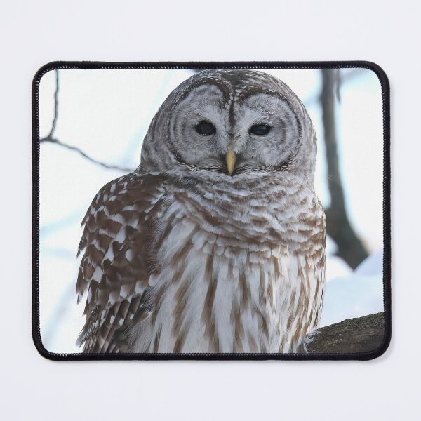 Item preview, Barred Owl in Winter Forest designed and sold by locustgirl.