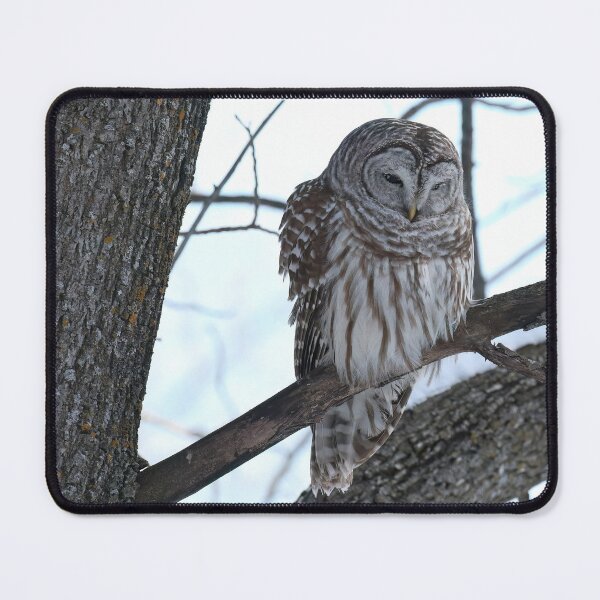 Item preview, Barred Owl Winter Perch designed and sold by locustgirl.