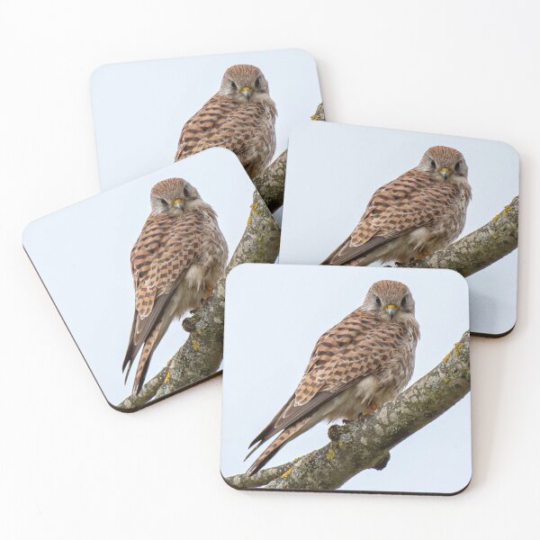 Item preview, Majestic Kestrel Perched designed and sold by Wieckmananddoc.