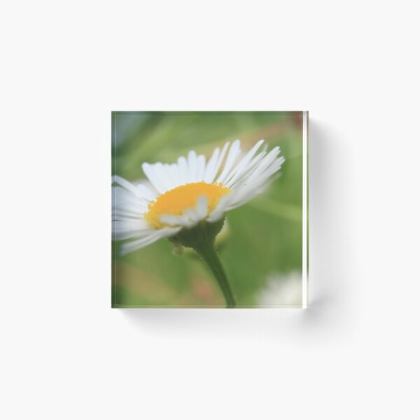 Item preview, Daisy Skyward: Botanical Macro Photography designed and sold by vikko-art.