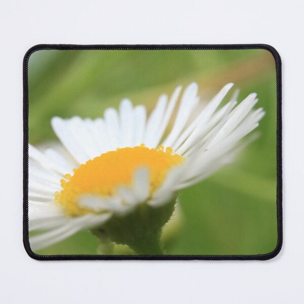 Item preview, Daisy Skyward: Botanical Macro Photography designed and sold by vikko-art.