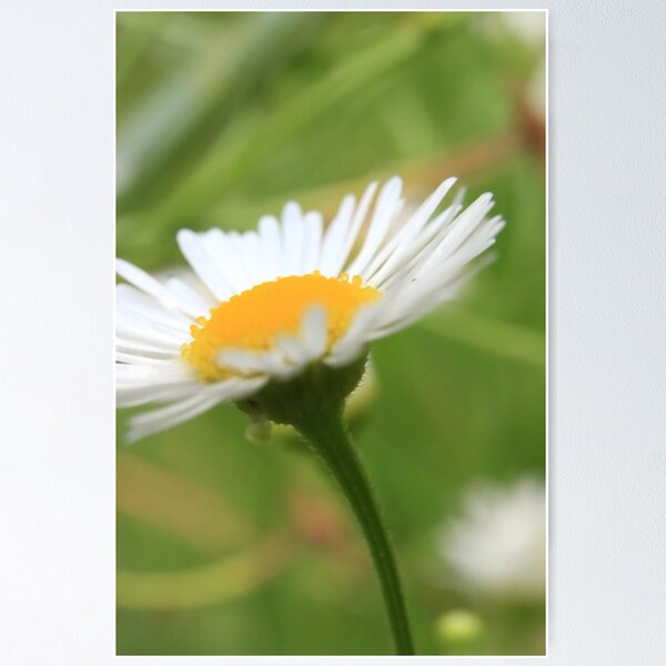 Item preview, Daisy Skyward: Botanical Macro Photography designed and sold by vikko-art.