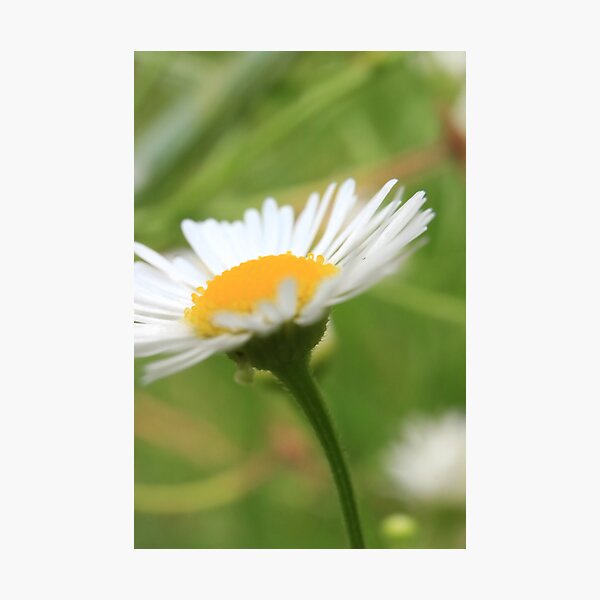 Item preview, Daisy Skyward: Botanical Macro Photography designed and sold by vikko-art.