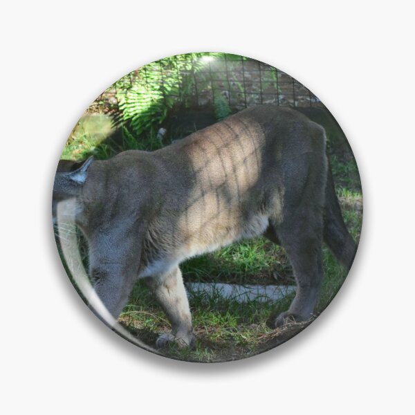 Item preview, Puma Walking in Enclosure designed and sold by MercerImages.