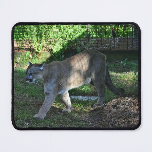 Item preview, Puma Walking in Enclosure designed and sold by MercerImages.