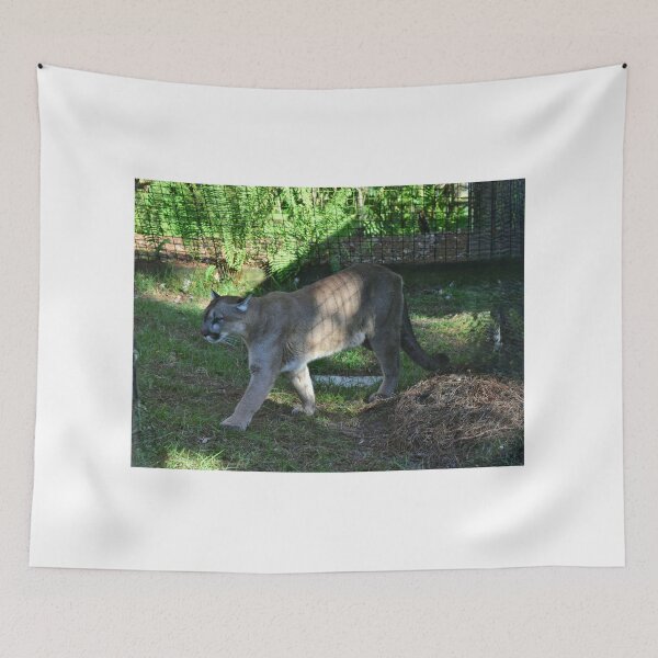 Item preview, Puma Walking in Enclosure designed and sold by MercerImages.