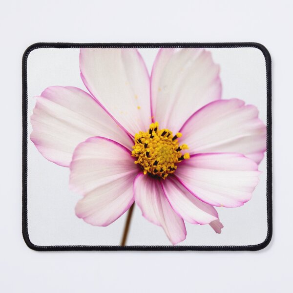 Item preview, Portrait Of A Cosmos Flower designed and sold by Tanya C Smith.