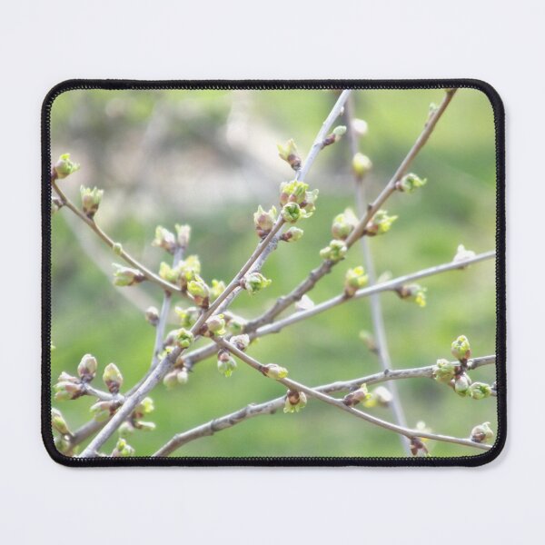 Item preview, Green buds emerging on the tree designed and sold by Betulek.