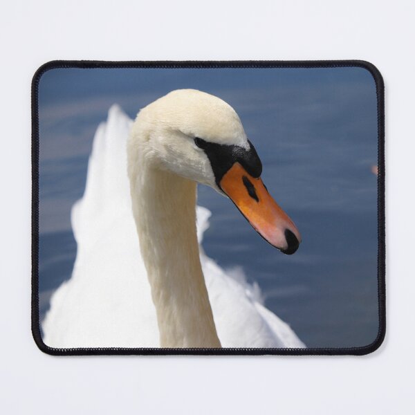 Item preview, Swan Portrait in River | Elegant White Swan Wildlife Photography designed and sold by leonwoods.