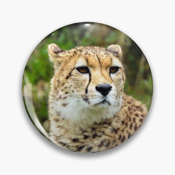 Item preview, Cheetah Wildlife Photography | Majestic African Big Cat Nature Portrait designed and sold by leonwoods.