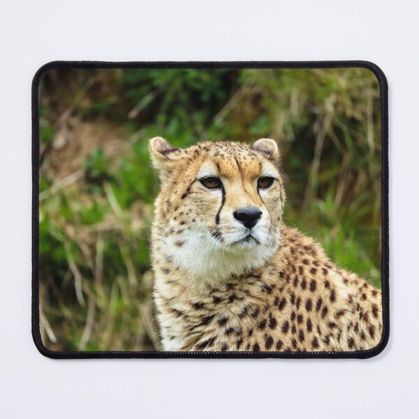 Item preview, Cheetah Wildlife Photography | Majestic African Big Cat Nature Portrait designed and sold by leonwoods.