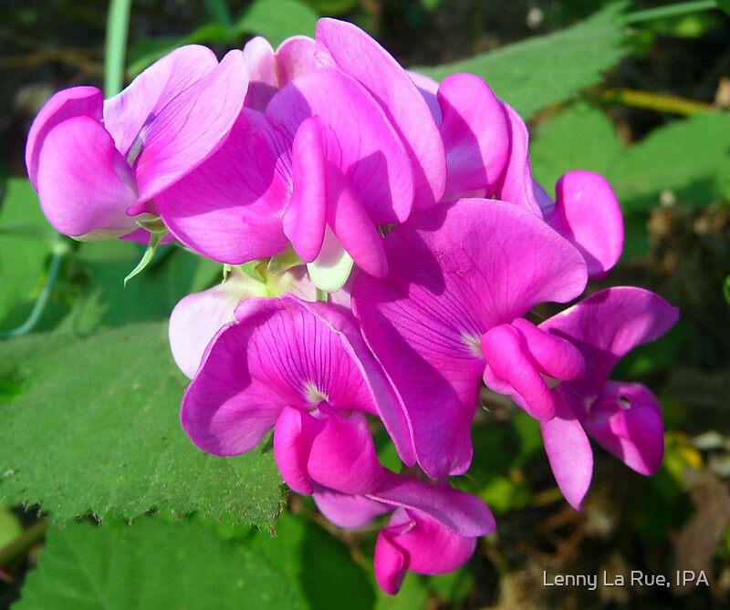 "Olive Oyl's baby" by Lenny La Rue, IPA Redbubble