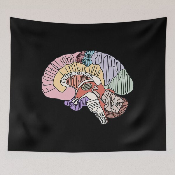 Item preview,  Labeled Brain Anatomy designed and sold by MinaAtef.