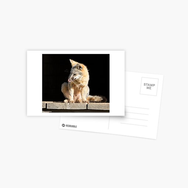 Item preview, Fox licks his sniffer designed and sold by Anthony Brewer.