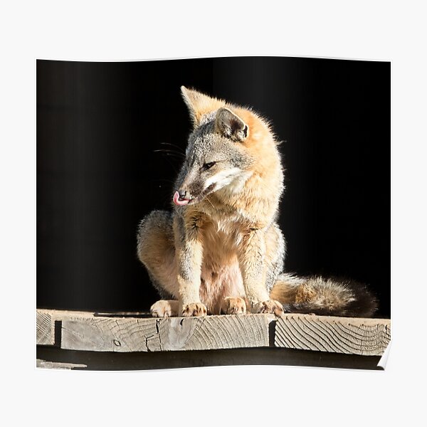Fox licks his sniffer Poster