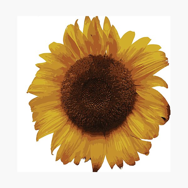 Sunflower 1 Photographic Print