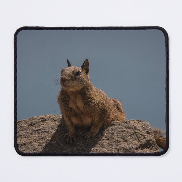 Item preview, Squirrel designed and sold by williamsrdan.