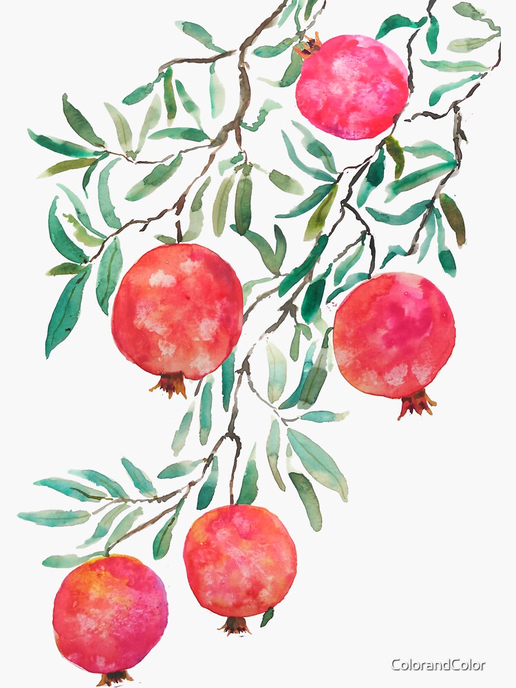Discover red orange pomegranate watercolor Sticker