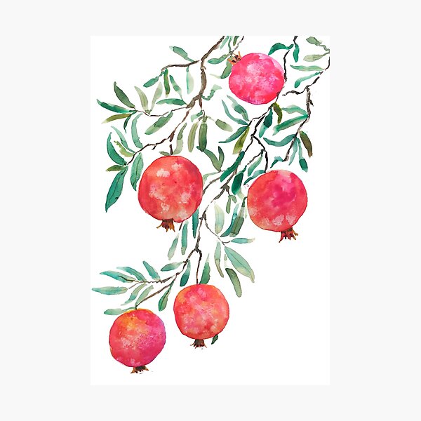 red orange pomegranate watercolor Photographic Print