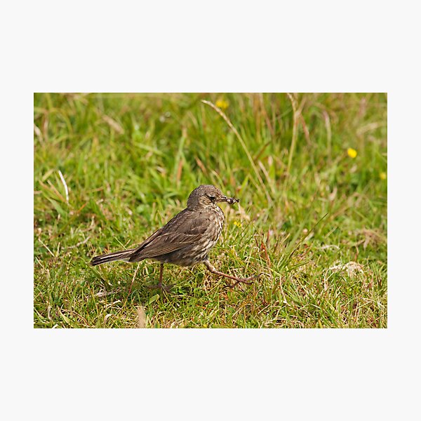 Meadow Pipit Stroll Photographic Print