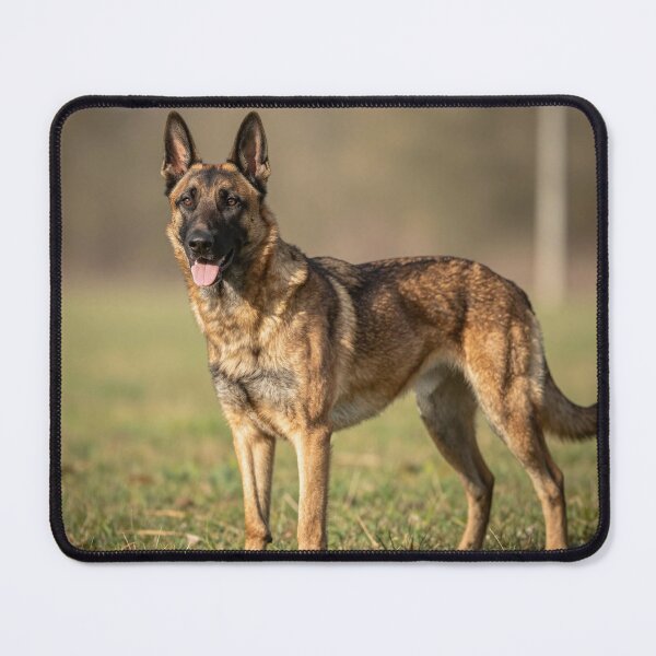 Item preview, Malinois designed and sold by LilithsDesires.